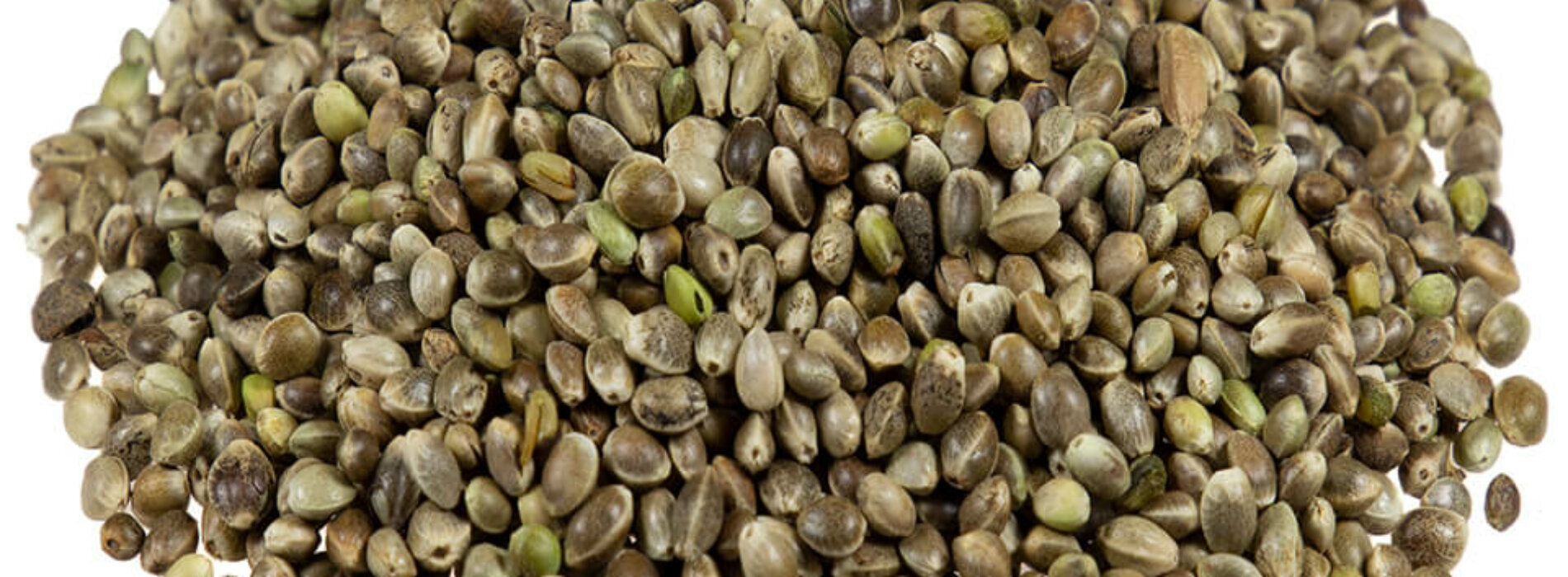 Wszystko co powinniście wiedzieć o nasionach Sweet Seeds