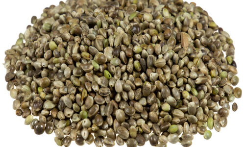 Wszystko co powinniście wiedzieć o nasionach Sweet Seeds