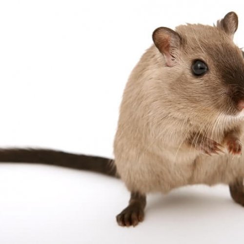 Skuteczna Deratyzacja: Jak Zwalczać Szczury i Myszy w Bezpieczny Sposób