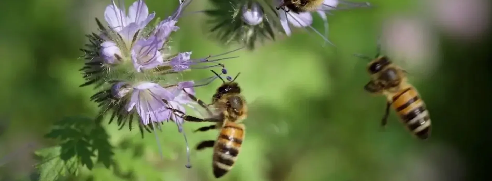 Miód faceliowy na stres i bezsenność – jak działa na układ nerwowy?