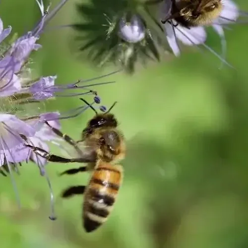 Miód faceliowy na stres i bezsenność – jak działa na układ nerwowy?